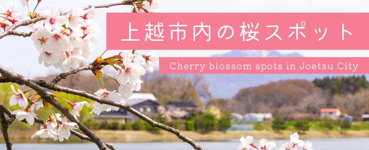 上越市内には桜を楽しむことができるスポットが多数あります。高田城址公園のお花見にお立ち寄りの際は、足を延ばしてみてはいかがでしょうか。