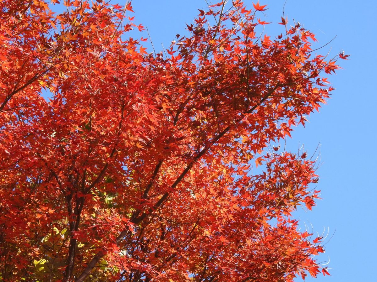 停車場附近的紅葉