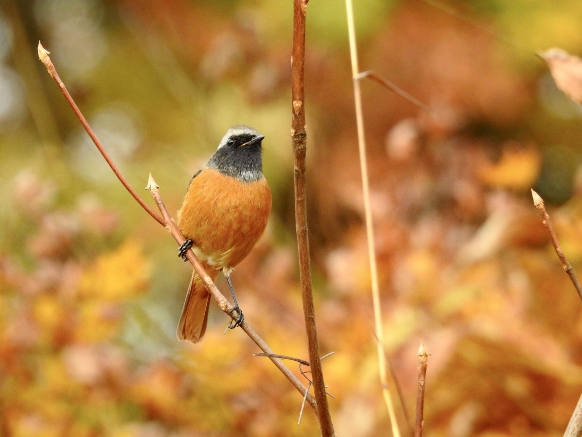 北紅尾鴝