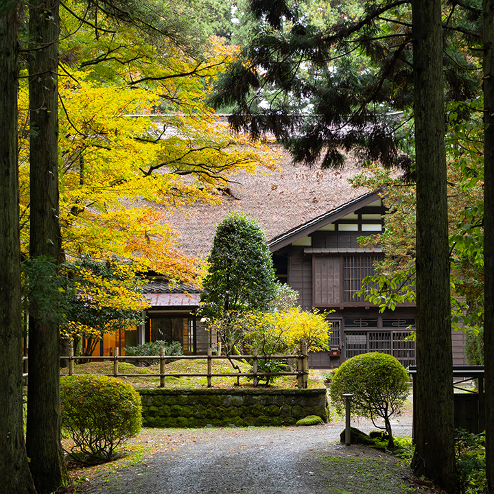 Autumn Leaves and Cedar Trees at the Entrance