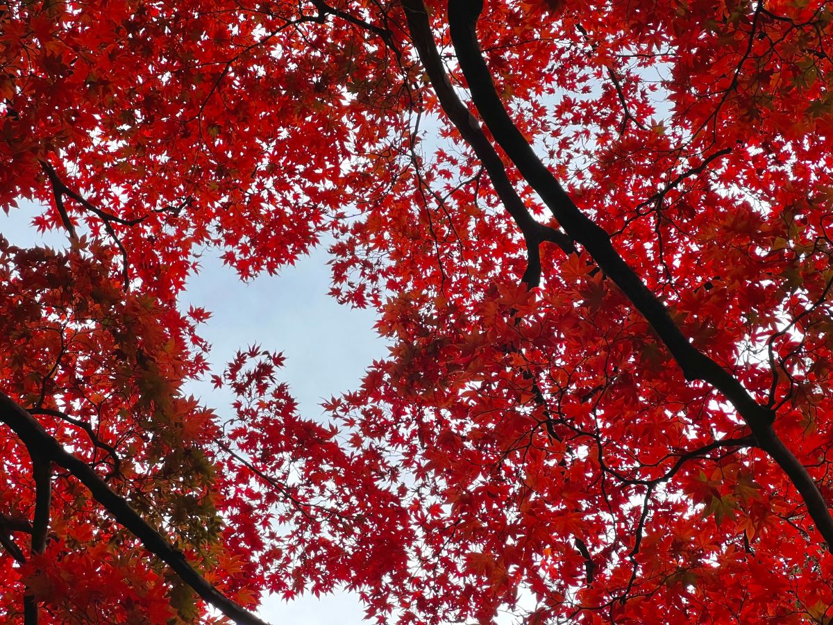 Kasugayama Shrine 03