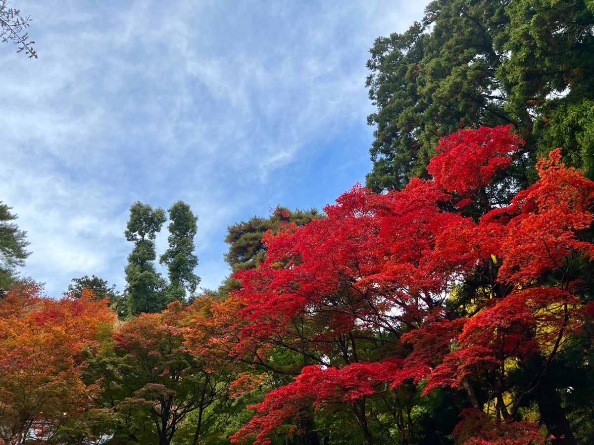 Kasugayama Shrine 06