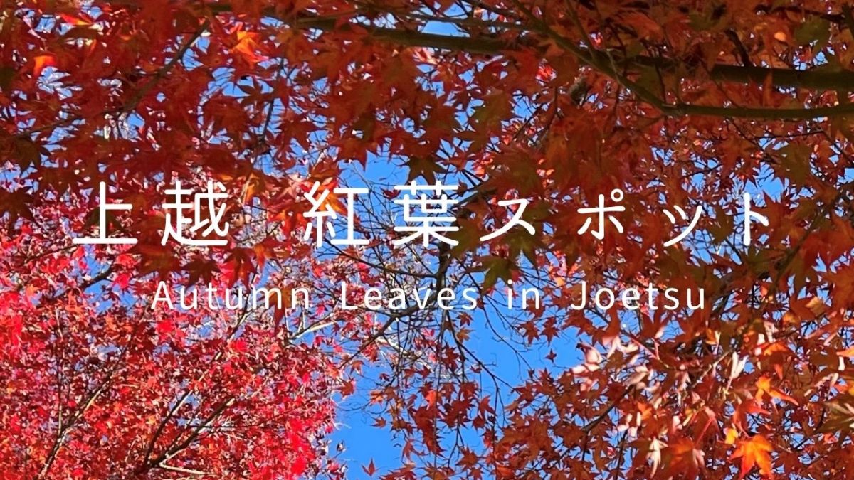 Autumn Leaves Spots in Joetsu