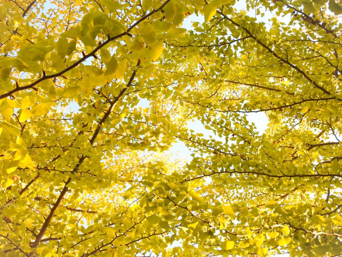 Ginkgo Trees near the Yuzo Iwano Bronze Corner