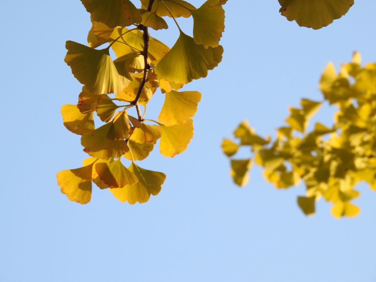 Ginkgo Trees near the Yuzo Iwano Bronze Corner