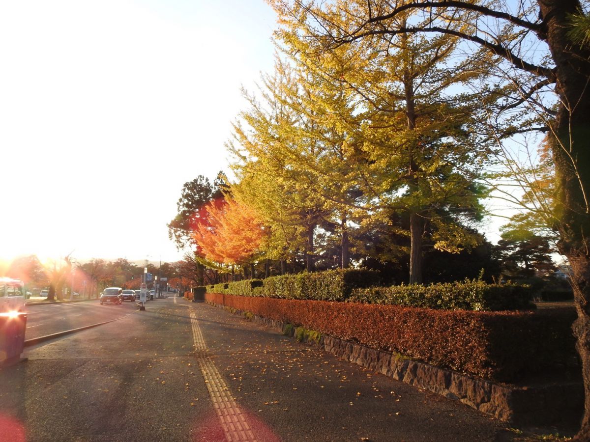 Ginkgo Trees near the Yuzo Iwano Bronze Corner