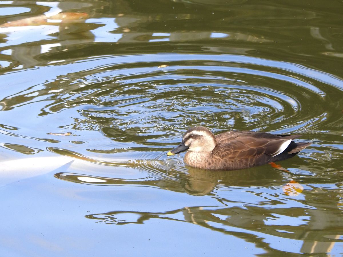 A duck near the Gokuraku-kyo Bridge