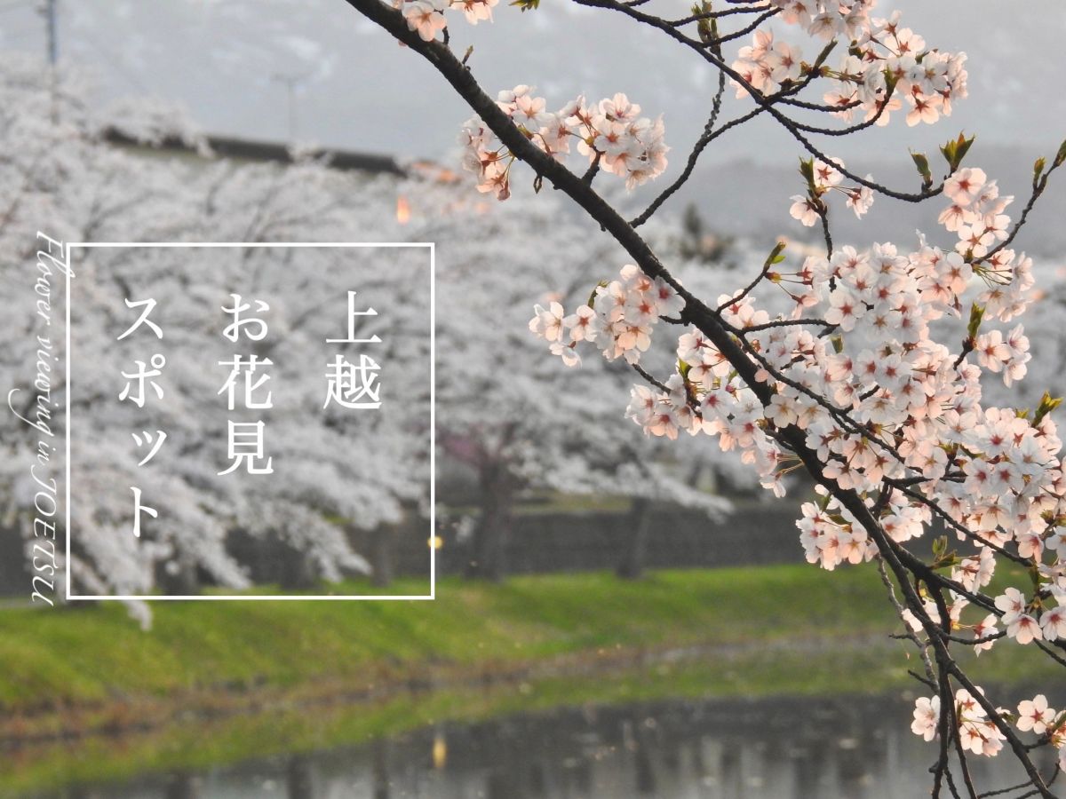 Cherry Blossom viewing spots in Joetsu