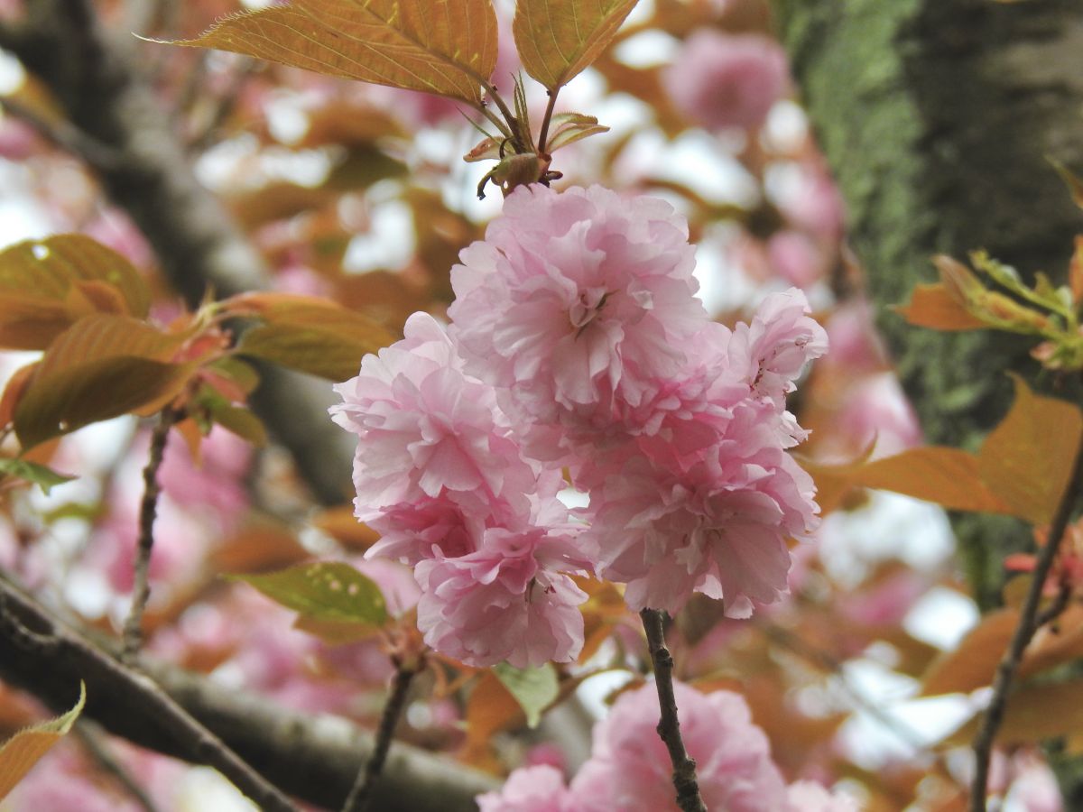 海濱公園名立附近 八重櫻