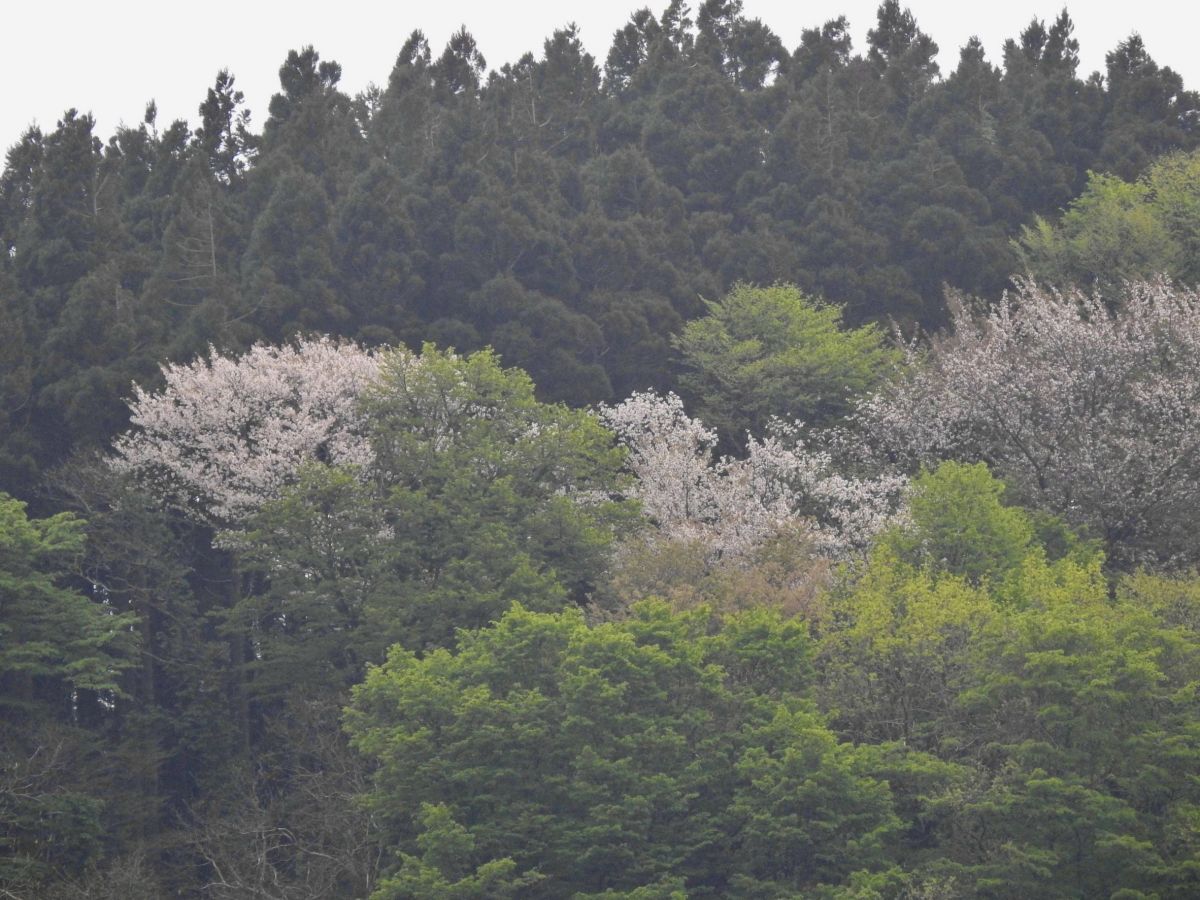 名立站附近 山櫻