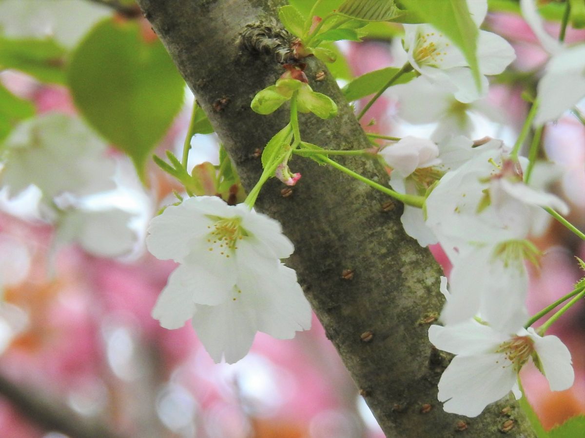 Yama-Zakura, near the Seaside Park Nadachi