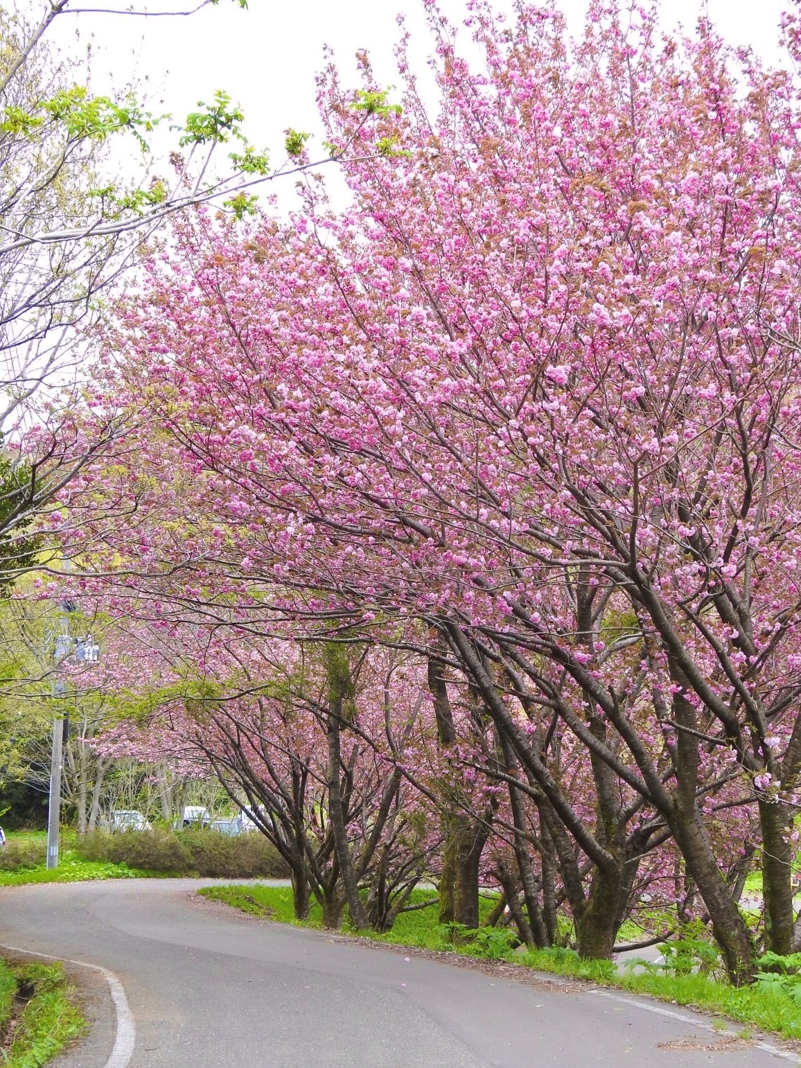 海濱公園名立附近 八重櫻