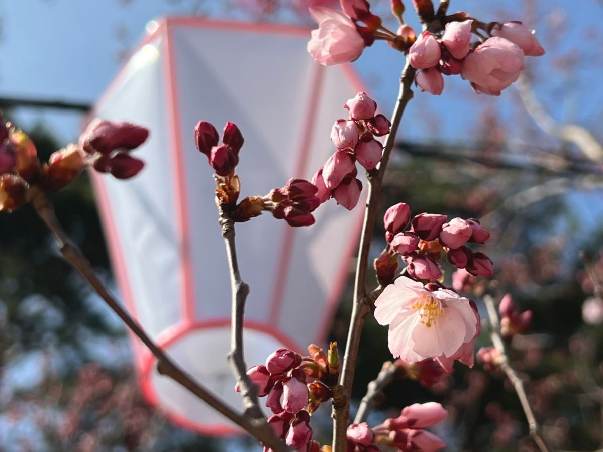 cherry blossom garden