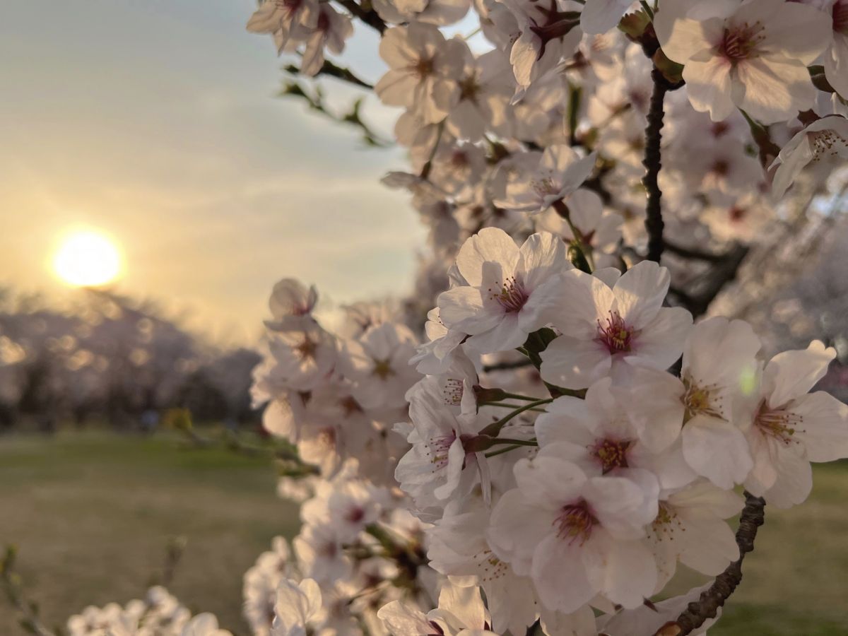 芝生公園