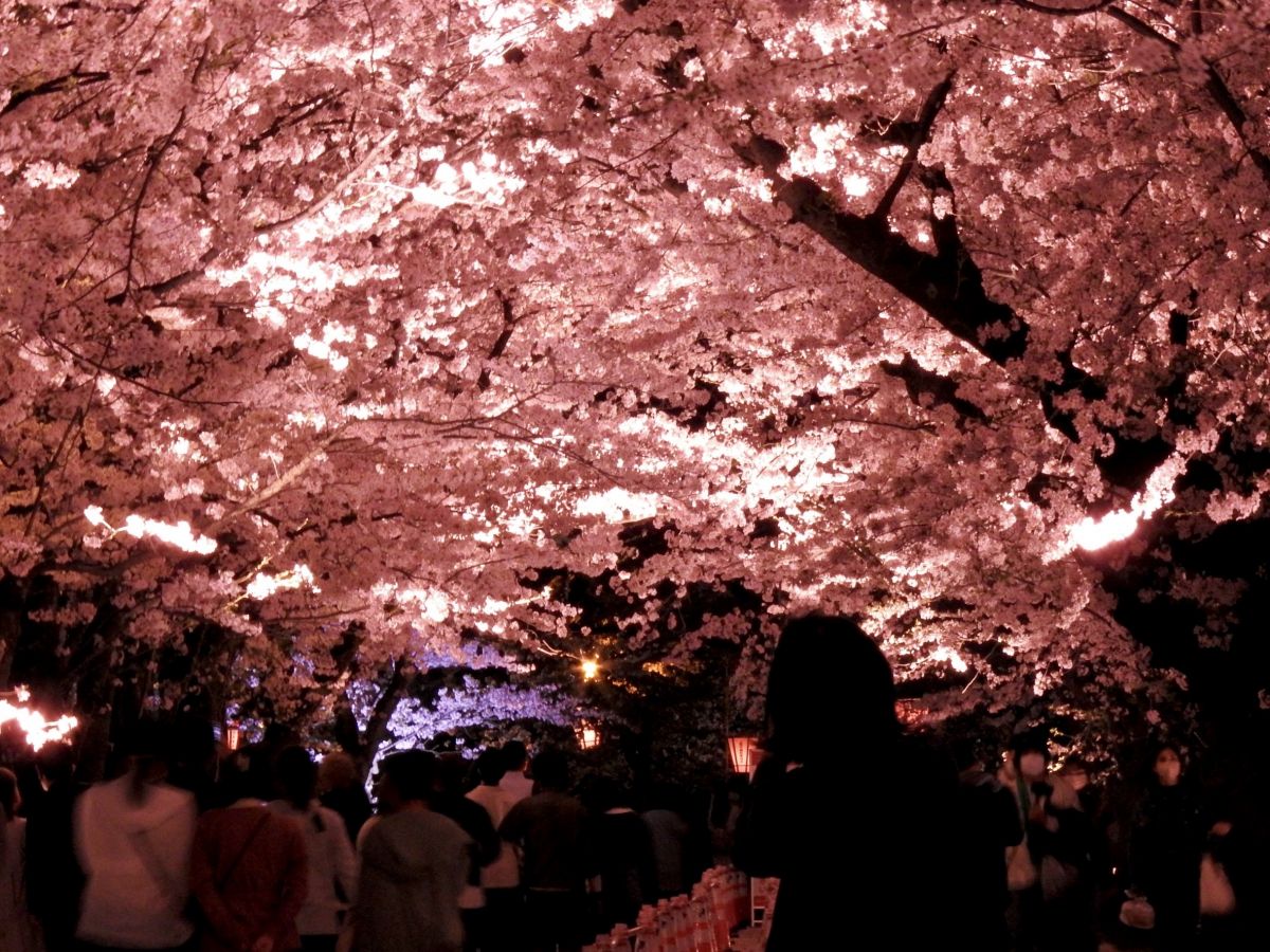 Cherry Blossom Road