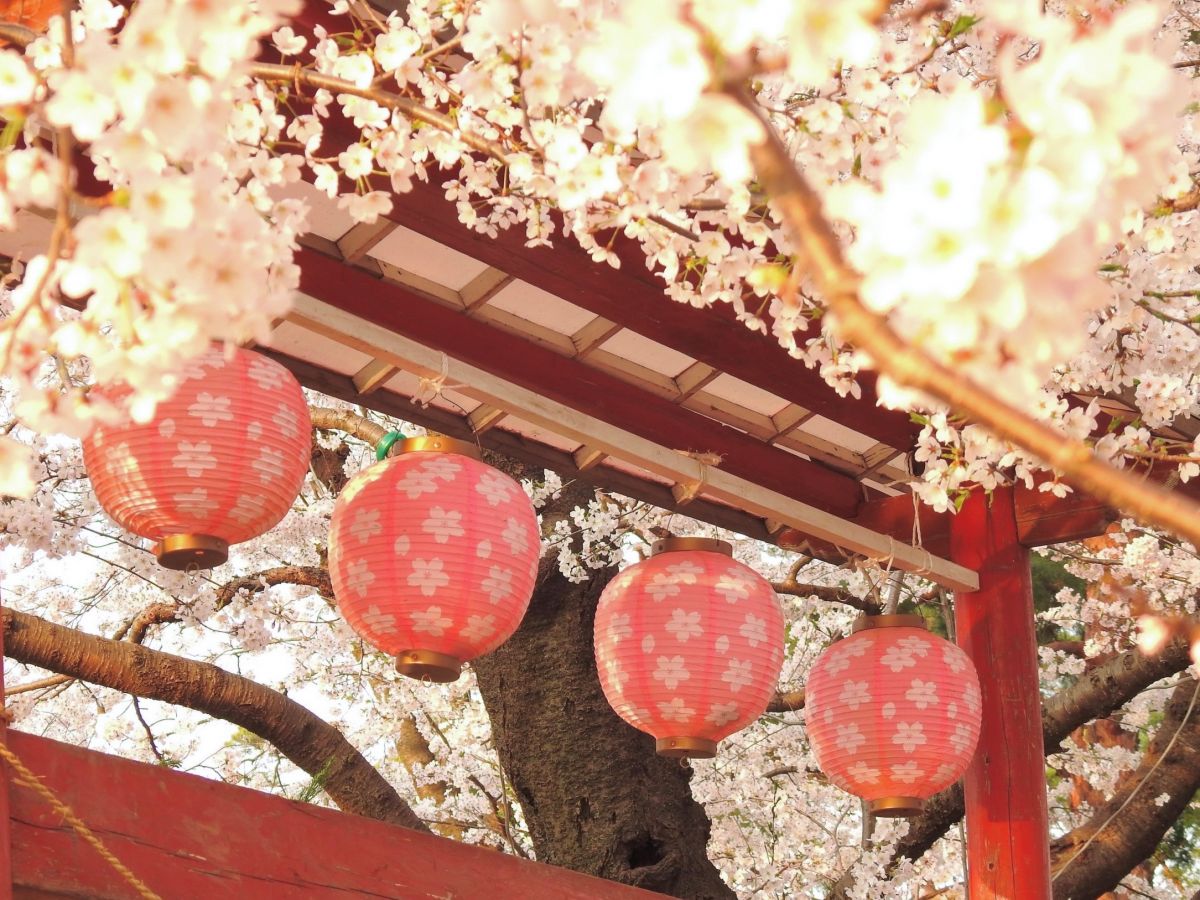 Takada Castle Ruins Park Cherry Blossom Festival［Photo gallery］