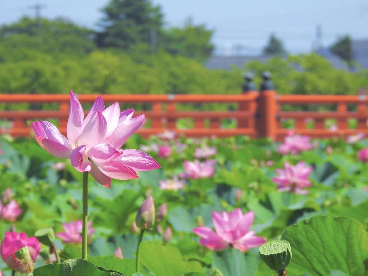 Lotus Festival［Photo gallery］