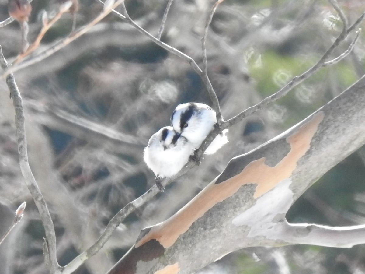 Enaga (long-tailed tit) in Miyaguchi Tumulus Park