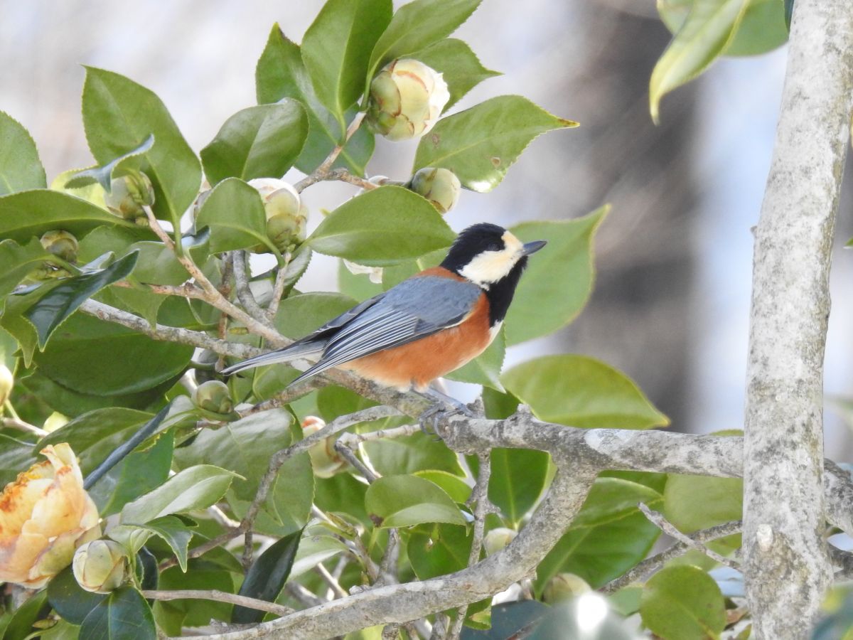 Yamagara (varid tit) nearby the Maki Museum of History and People