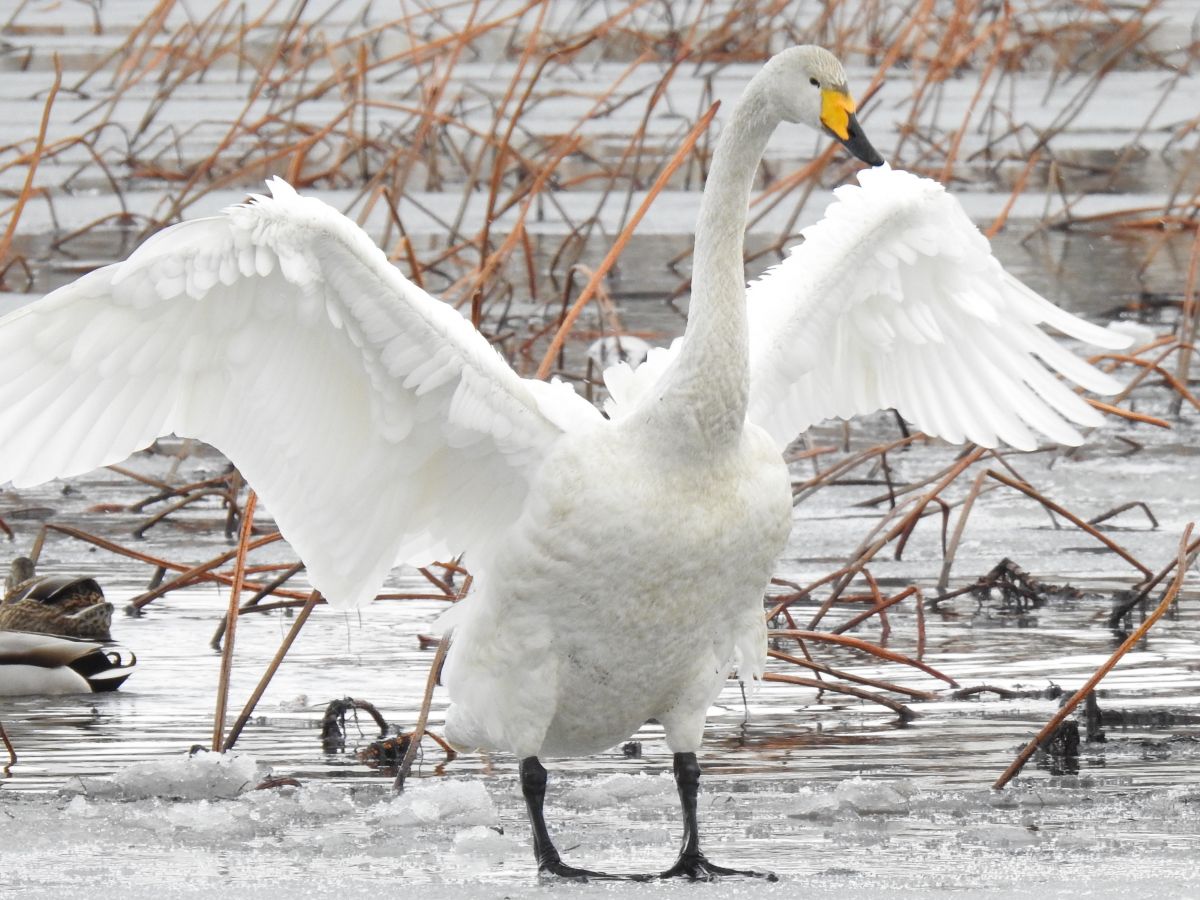 A swan in the north moat of Takada Castle Ruins Park