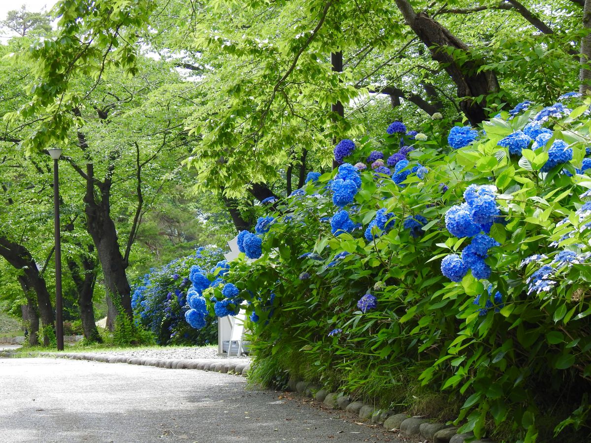 高田城三重櫓（日本三層樓古城）附近