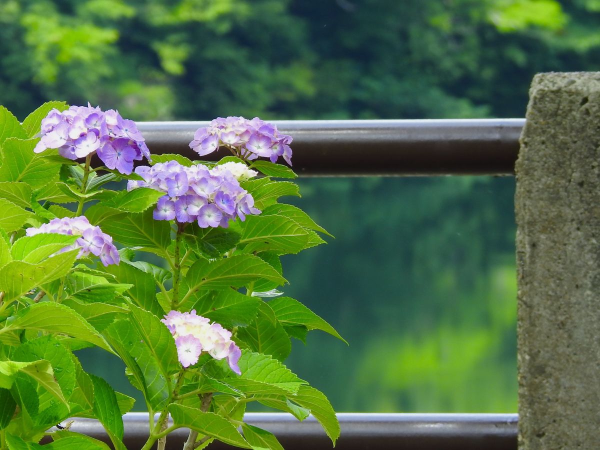 Shozenji Dam