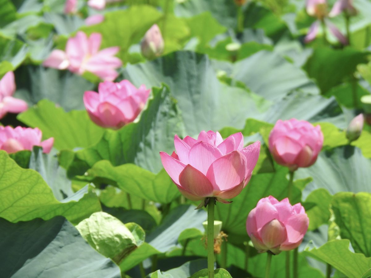 Takada Castle Ruins Park Lotus Festival 01