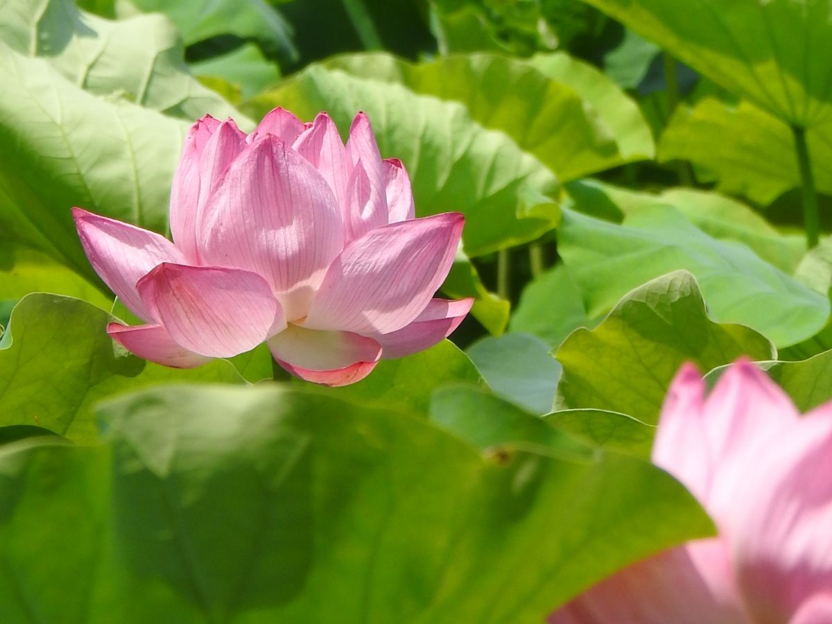 Takada Castle Ruins Park Lotus Festival 04