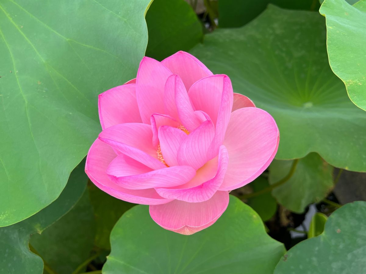 Takada Castle Ruins Park Lotus Festival 06