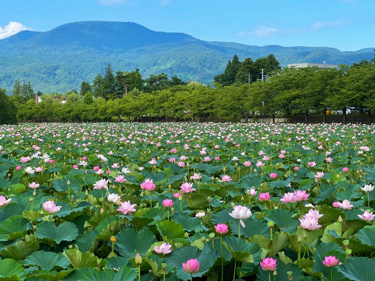 Takada Castle Ruins Park Lotus Festival 07